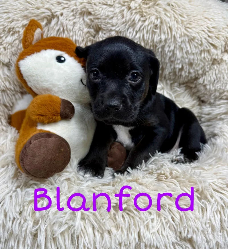 Blanford