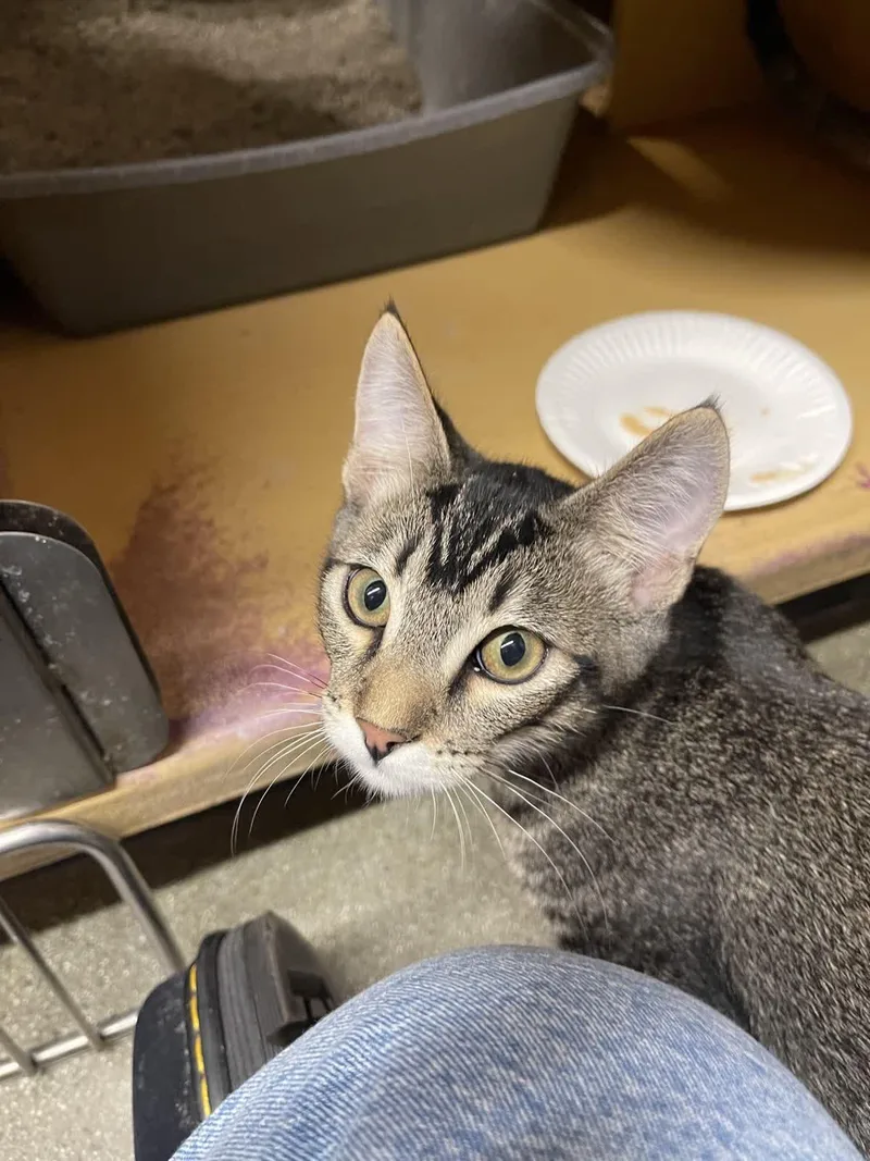 A young small-sized male Tabby (Brown / Chocolate) Domestic Short Hair cat named Brady for adoption in Covina , CA