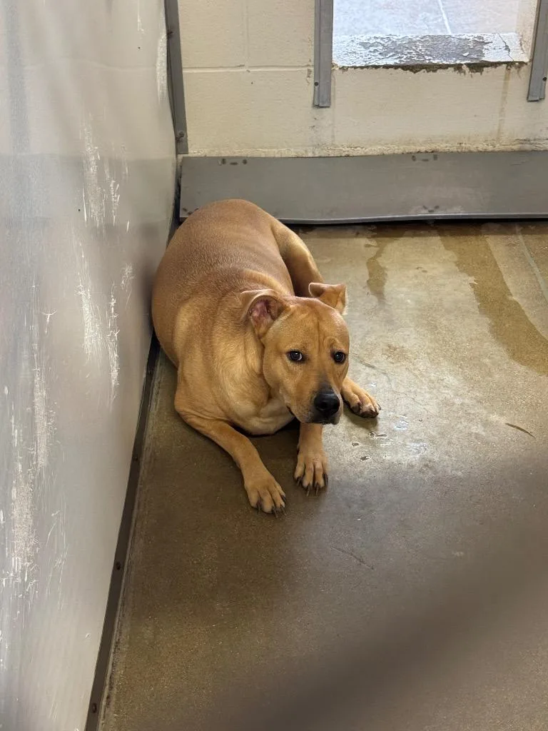 A young medium-sized female Labrador Retriever dog named Dream for adoption in Belton, TX