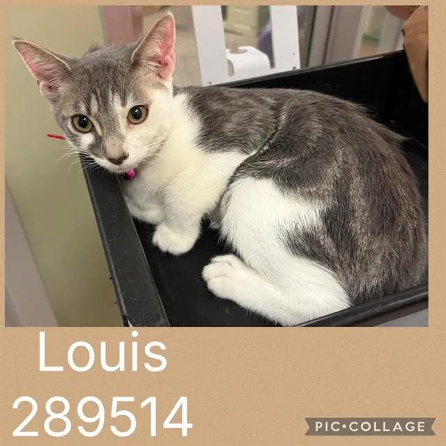 A baby small-sized male Domestic Short Hair cat named Louis for adoption in Macon, GA