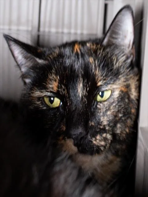 An adult medium-sized female Domestic Short Hair cat named Sandi for adoption in Boston, MA