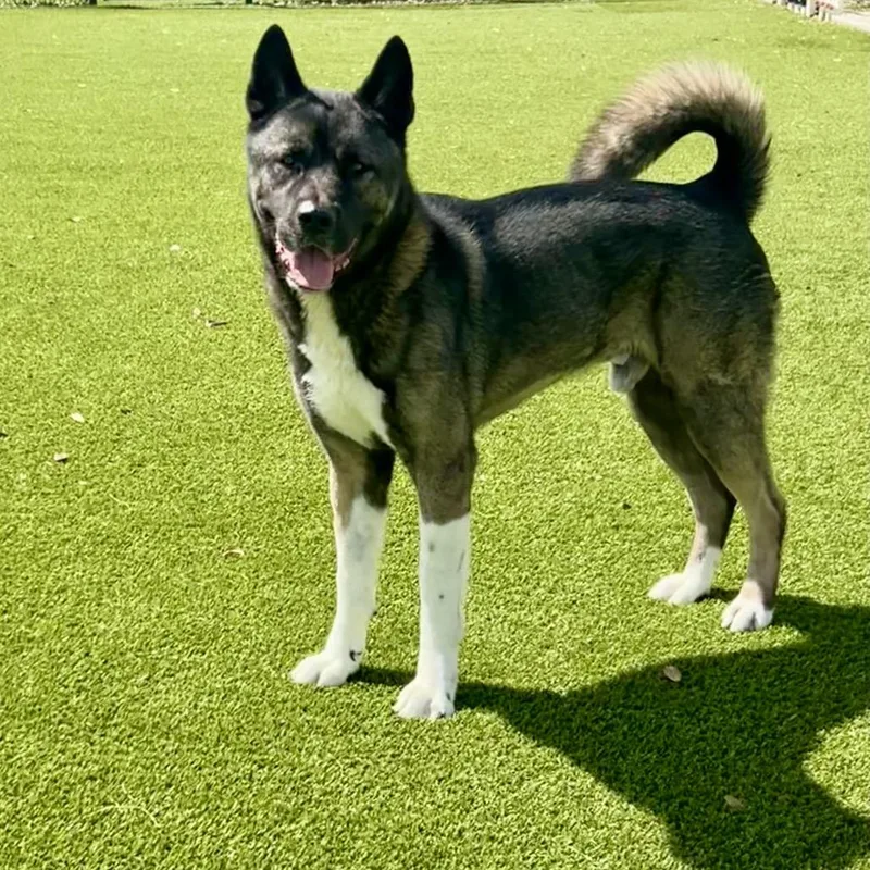 An adult large-sized male Black Akita dog named Teddy Boy for adoption in LOXAHATCHEE, FL