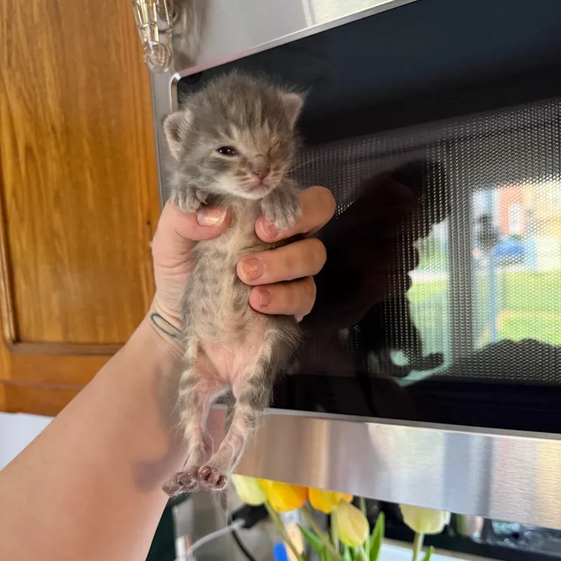 A baby small-sized female Gray / Blue / Silver Domestic Short Hair cat named Ashlynn for adoption in Kansas City, MO