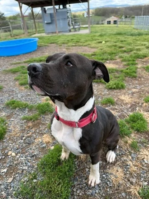 An adult medium-sized female Black American Staffordshire Terrier dog named Trixie for adoption in Augusta, WV