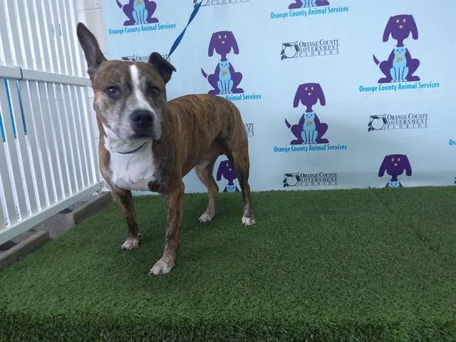 A senior large-sized male Pit Bull Terrier dog named Akeno for adoption in Orlando, FL
