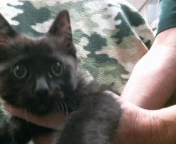 A baby small-sized female Domestic Short Hair cat named Drusilla for adoption in Sacramento, CA