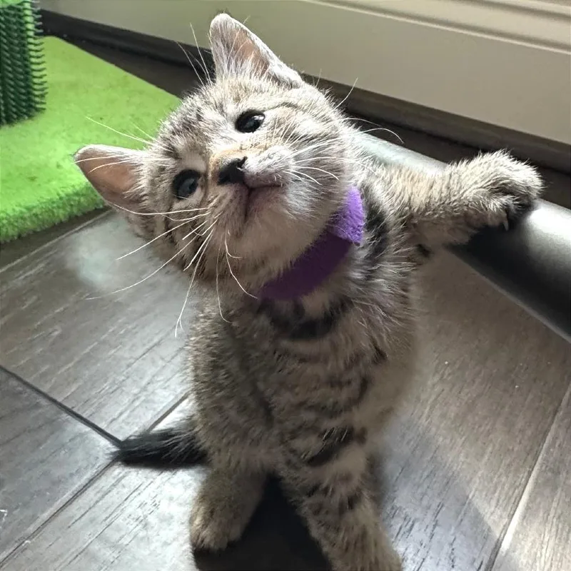 A baby small-sized female Domestic Short Hair cat named Moonglow for adoption in Cumming, GA