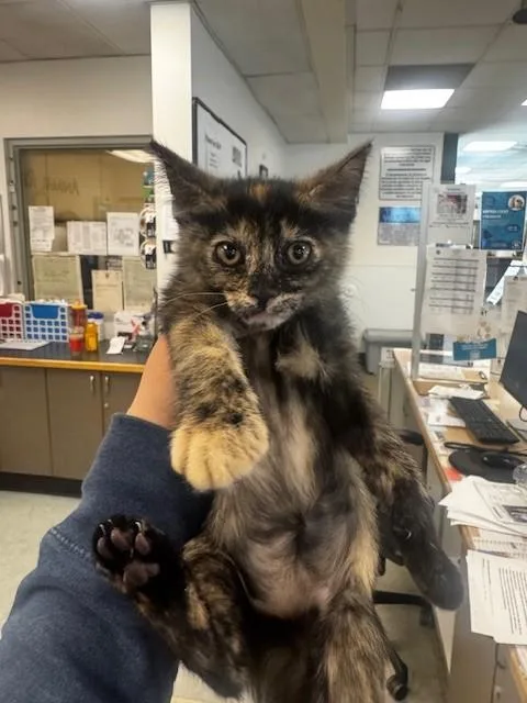 A baby small-sized female Domestic Short Hair cat named Willow for adoption in Van Nuys, CA