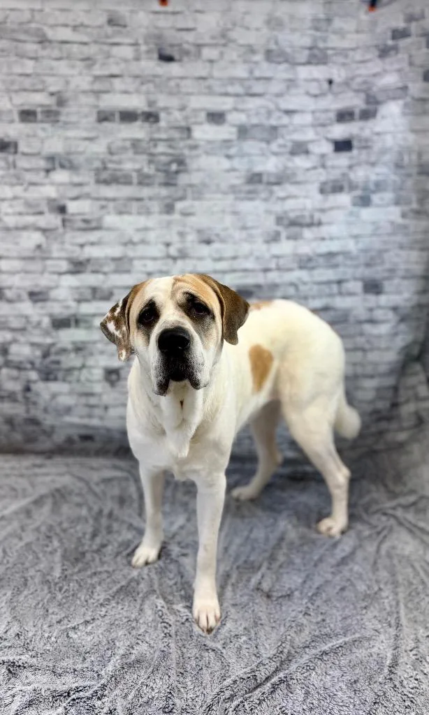 A young large-sized female Saint Bernard dog named Bailey for adoption in Muskegon, MI