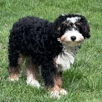 A baby medium-sized male Bernese Mountain Dog dog named Benito for adoption in Cincinnati, OH