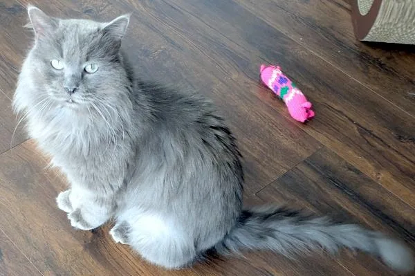 An adult medium-sized male Gray / Blue / Silver Domestic Long Hair cat named Snuggles for adoption in Kenosha, WI