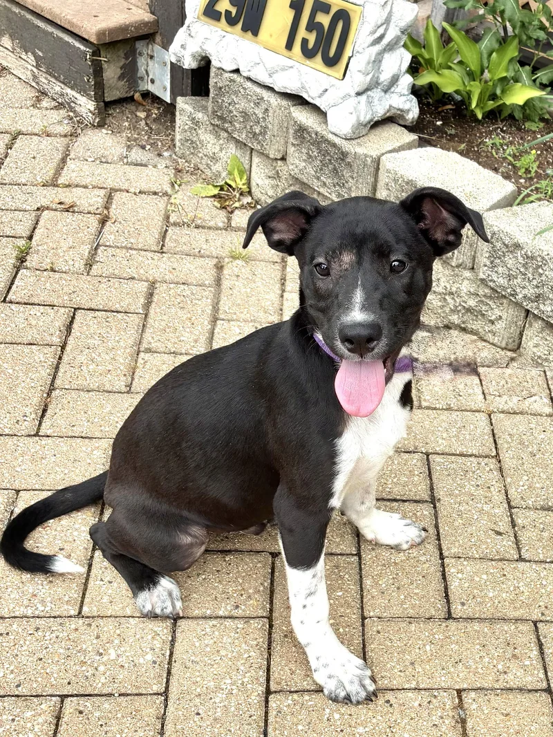 A young medium-sized male Retriever dog named Qwik for adoption in West Chicago, IL