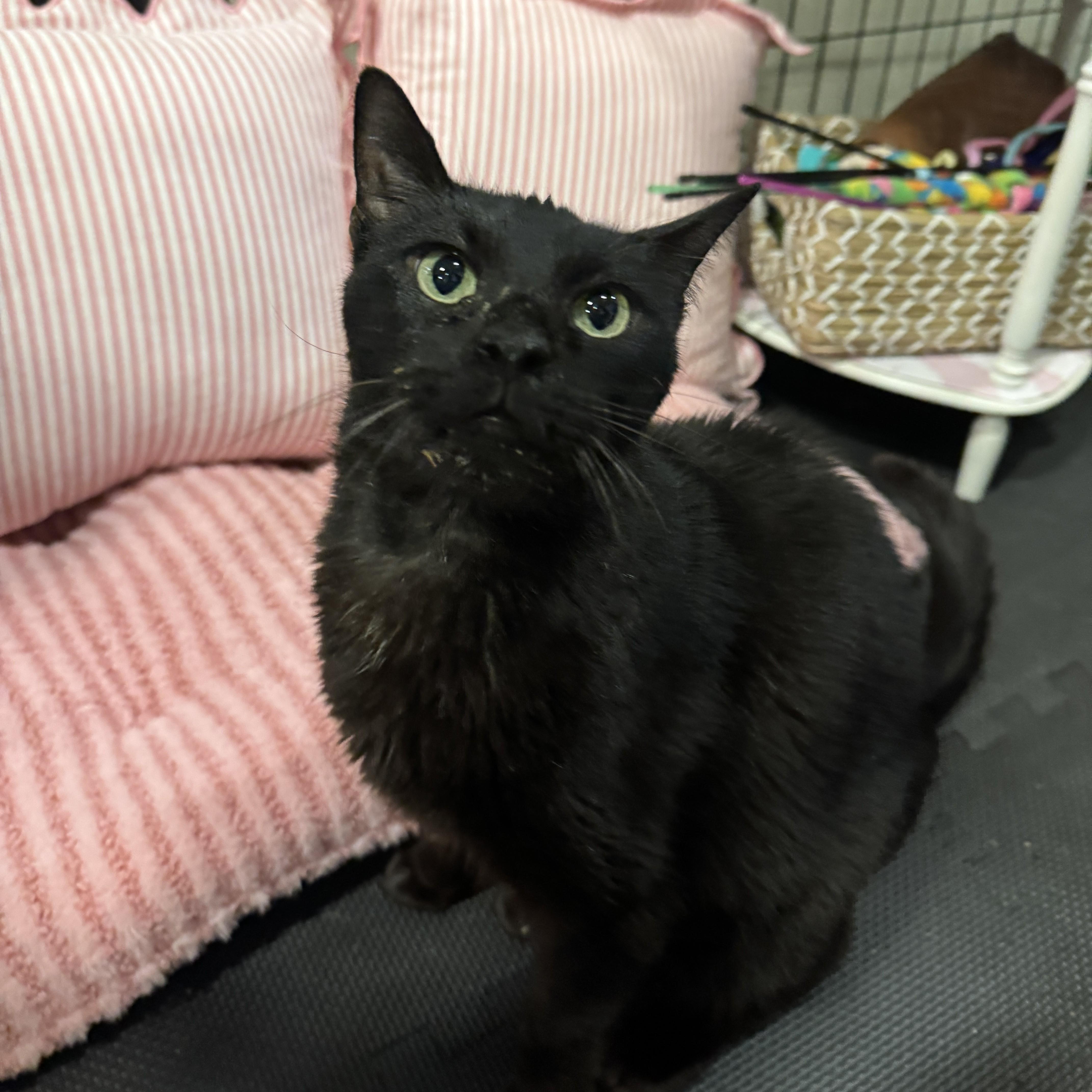 A young medium-sized male Domestic Short Hair cat named Nyx for adoption in Columbus, OH