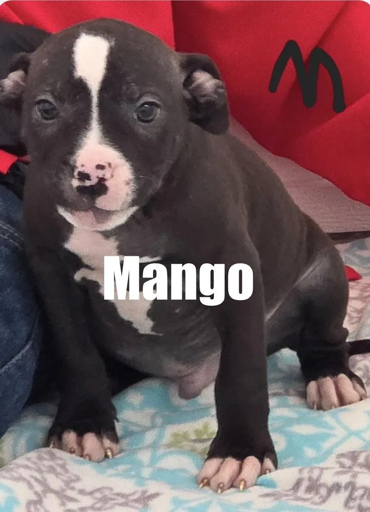 A baby medium-sized male Pit Bull Terrier dog named Mango for adoption in Irwin, PA