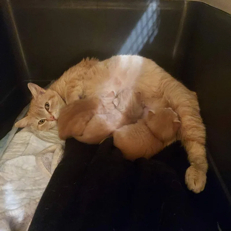 A young small-sized female Domestic Medium Hair cat named Rowena for adoption in Hartsville, SC