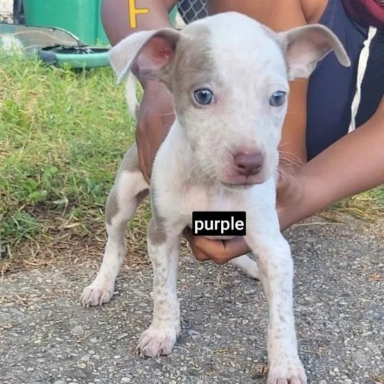 A baby medium-sized female White / Cream German Shorthaired Pointer dog named Churro for adoption in New Orleans, LA