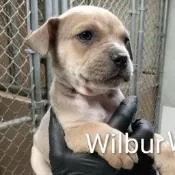 Wilbur thumbnail 2