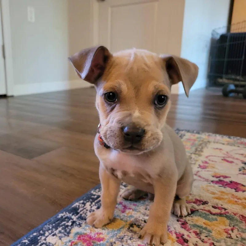 Wilbur thumbnail 4