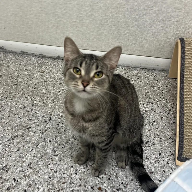 An adult medium-sized female Domestic Short Hair cat named Lotus for adoption in Mount Pleasant, MI