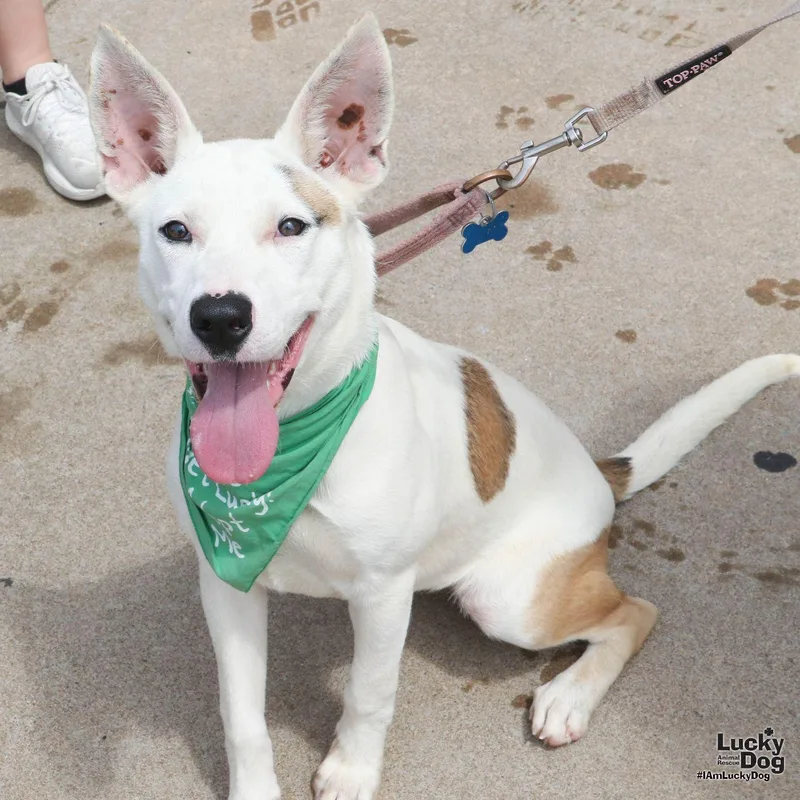 A baby large-sized female Carolina Dog dog named Betty Ross for adoption in Washington, DC