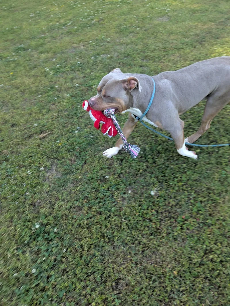 Big Samb thumbnail 2