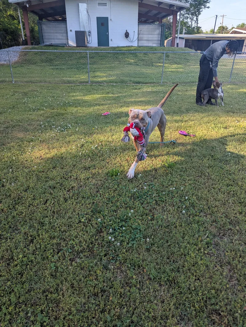 Big Samb thumbnail 3