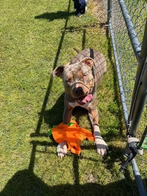 A young extra large-sized male Gray / Blue / Silver American Bully dog named Big Samb for adoption in Rocky Mount, NC