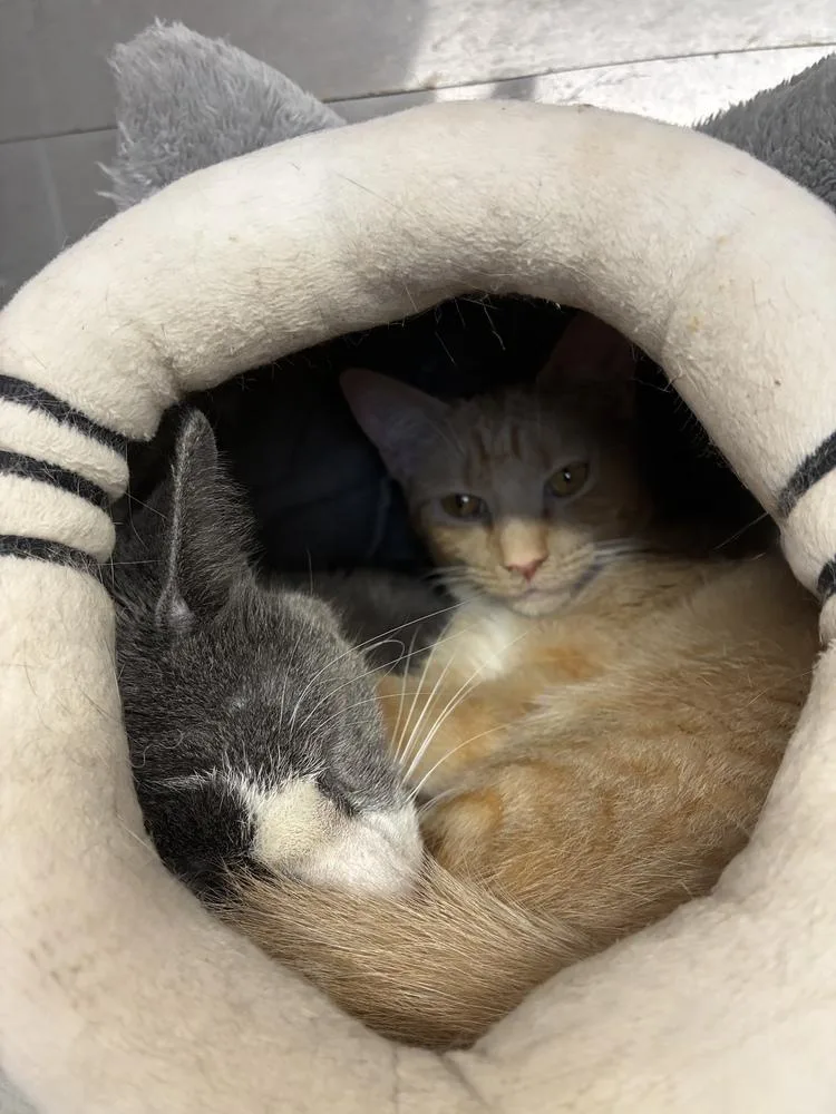 Cunning Clinton thumbnail 2