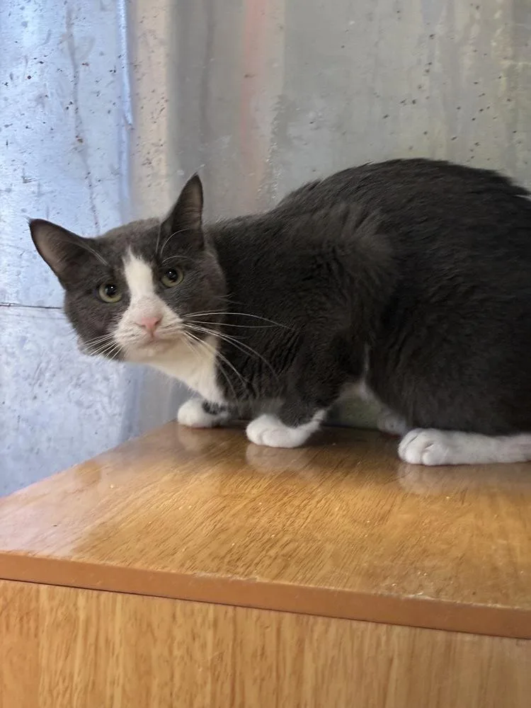 Cunning Clinton thumbnail 3