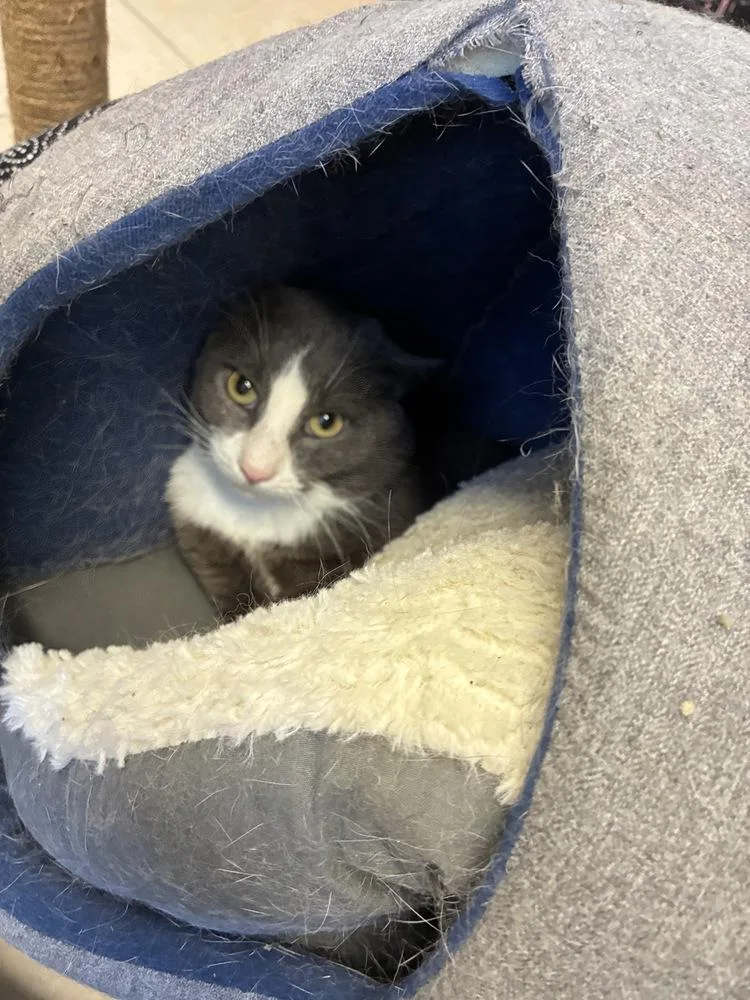 Cunning Clinton thumbnail 4