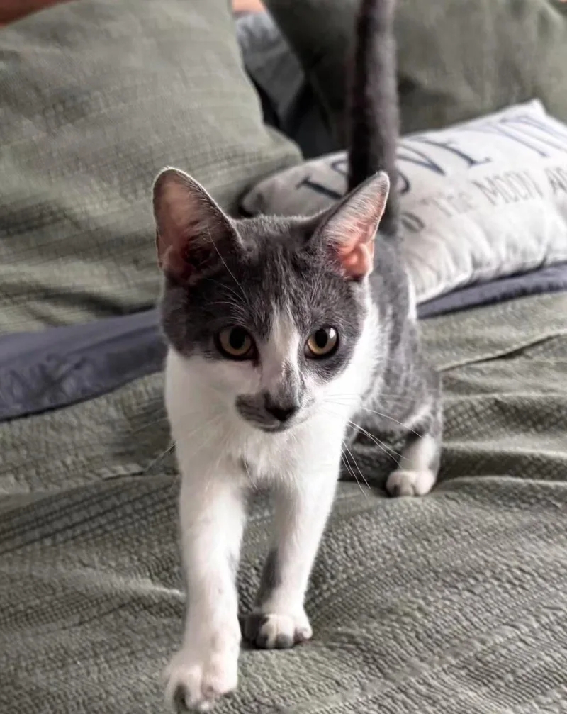 A baby medium-sized male Gray & White Domestic Short Hair cat named Chaps for adoption in Galloway, NJ