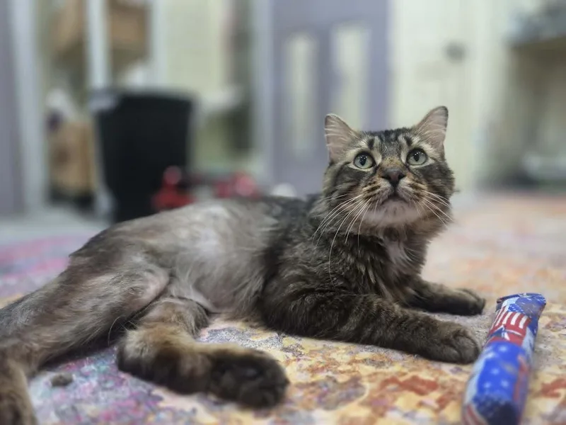 An adult medium-sized male Tabby (Brown / Chocolate) Domestic Long Hair cat named Pancake Ct Residents Only for adoption in Norwich, CT