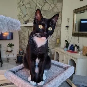 A young medium-sized male Black Domestic Short Hair cat named Tux for adoption in Jacksonville, FL