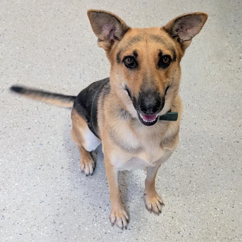 An adult medium-sized female German Shepherd Dog dog named Taylor for adoption in Huntsville, AR