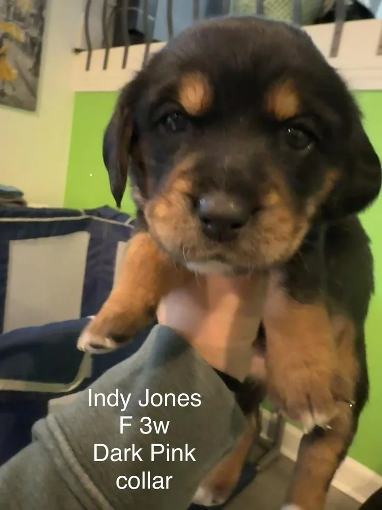 Indy Jones thumbnail 2