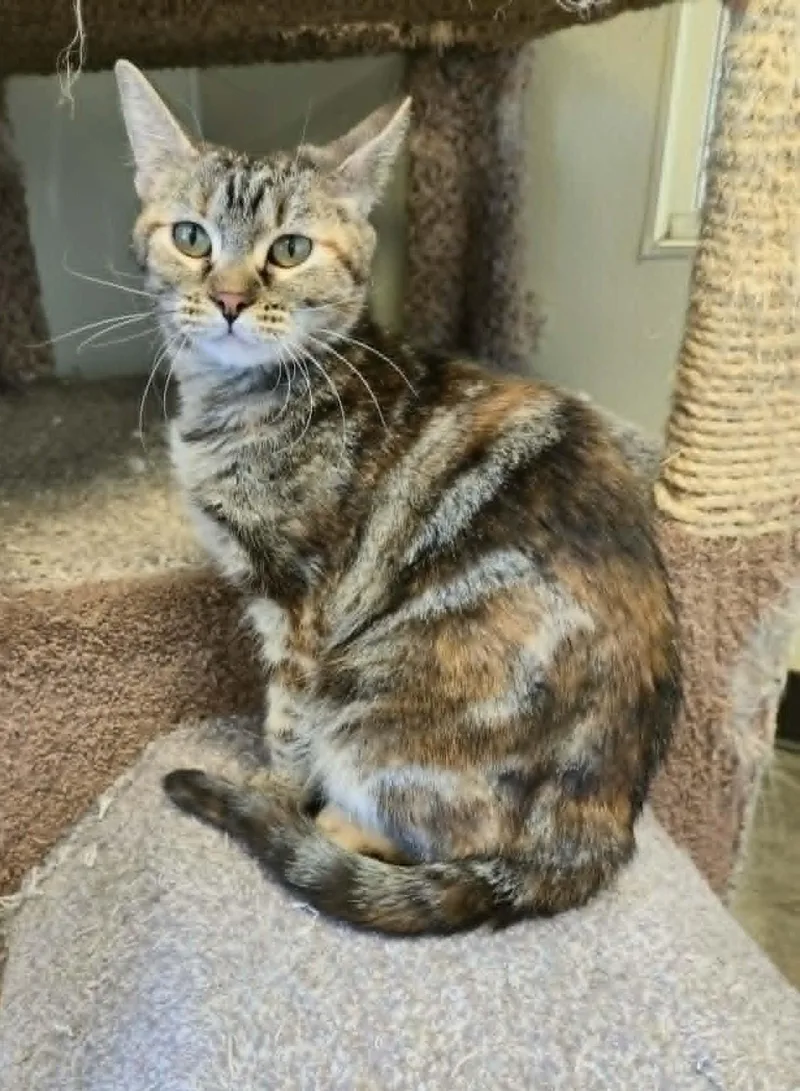 An adult medium-sized female Tabby (Brown / Chocolate) Domestic Short Hair cat named Belle for adoption in Larned, KS