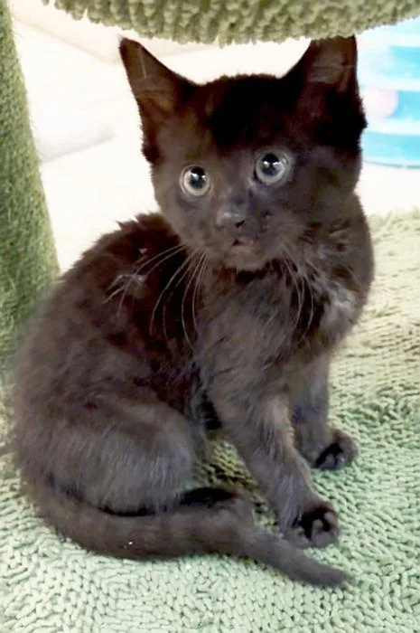 A baby medium-sized female Black Domestic Short Hair cat named Sally for adoption in Sequim, WA