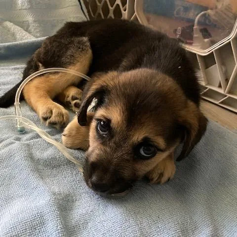 A baby medium-sized male Brown / Chocolate Mixed Breed dog named Lion Turtle for adoption in Austin, TX