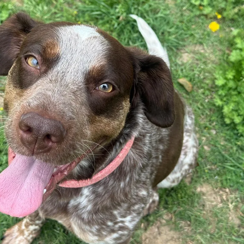 A young medium-sized female Brown / Chocolate German Shorthaired Pointer dog named Olive for adoption in Collinsville , OK