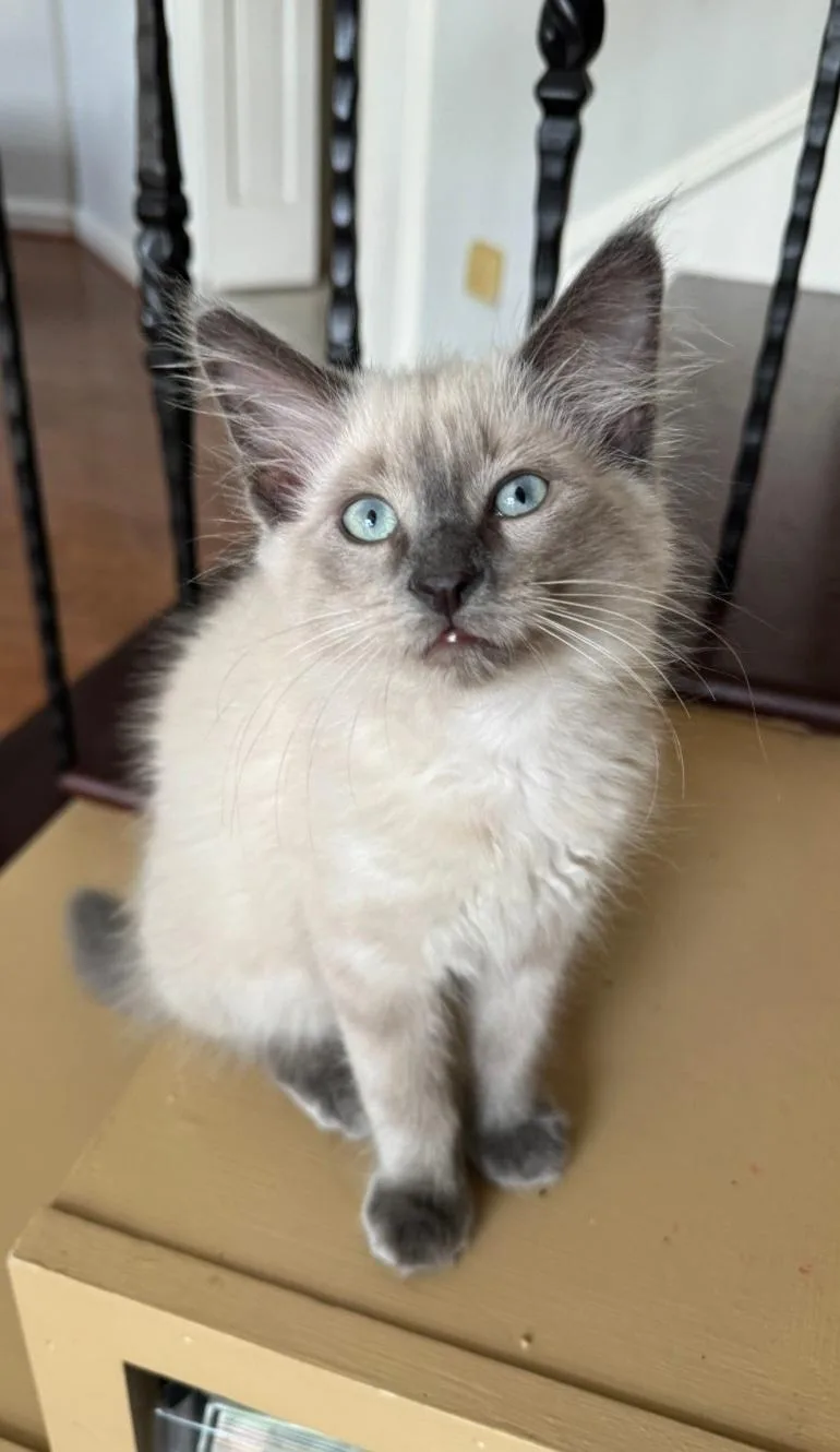 A baby medium-sized male Seal Point Siamese cat named Jazoni ORT for adoption in Missouri City, TX