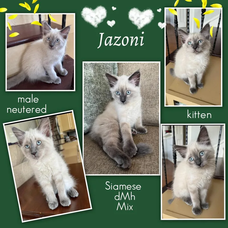 Jazoni ORT thumbnail 4