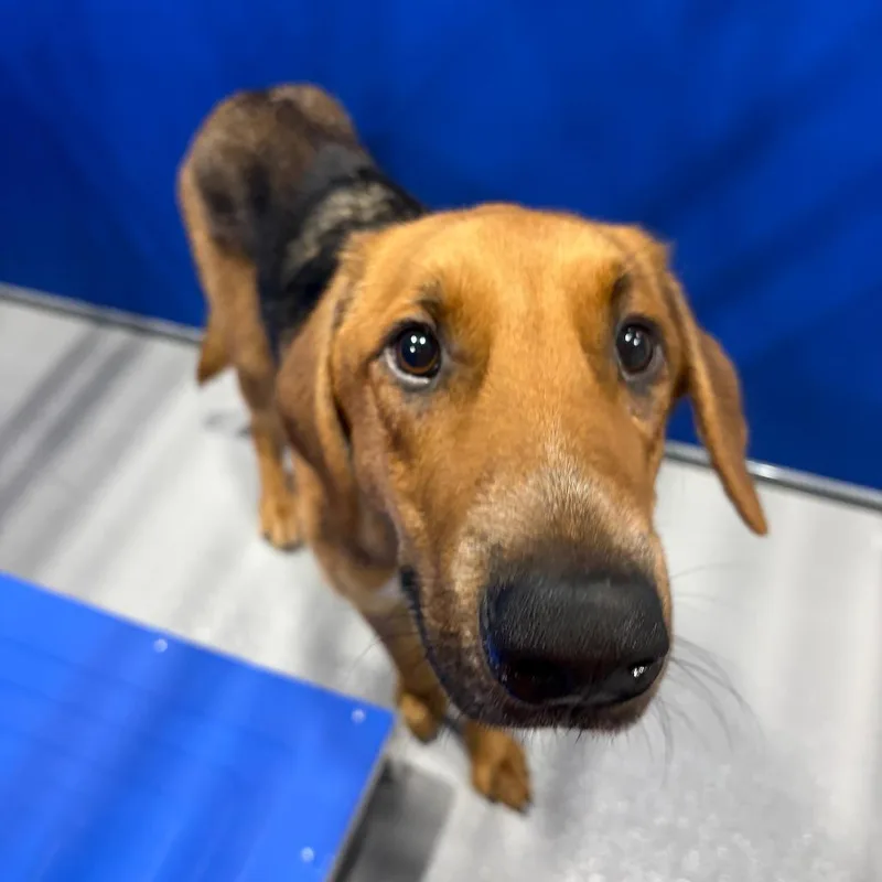 An adult medium-sized male Brown / Chocolate Hound dog named Cooper Kcac . for adoption in Kerrville, TX