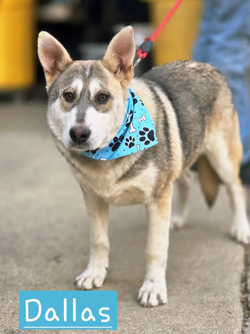 A baby medium-sized male German Shepherd Dog dog named Dallas for adoption in Walthill, NE