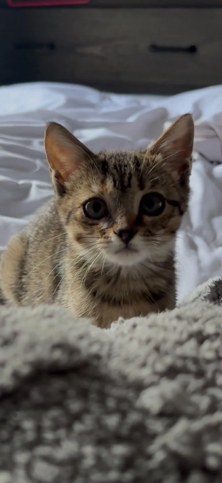Itsy Bitsy thumbnail 2