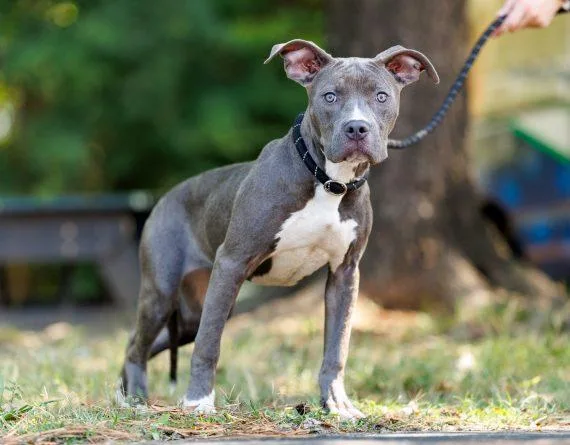 A young medium-sized female Mixed Breed dog named Aruba for adoption in Durham, NC
