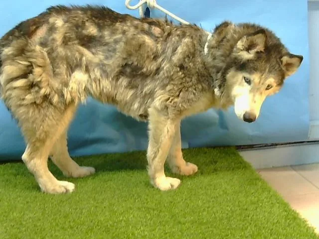 A senior large-sized female Siberian Husky dog named Zina for adoption in Gardena, CA