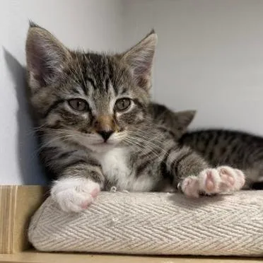 Jellybean thumbnail 2