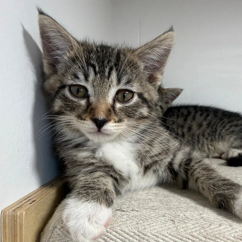 Jellybean thumbnail 3