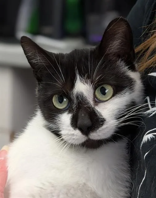 A young medium-sized female Domestic Short Hair cat named Cookie for adoption in Canfield, OH