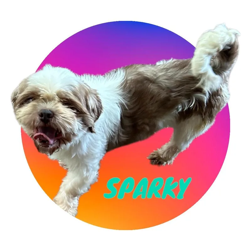 Sparky thumbnail 3
